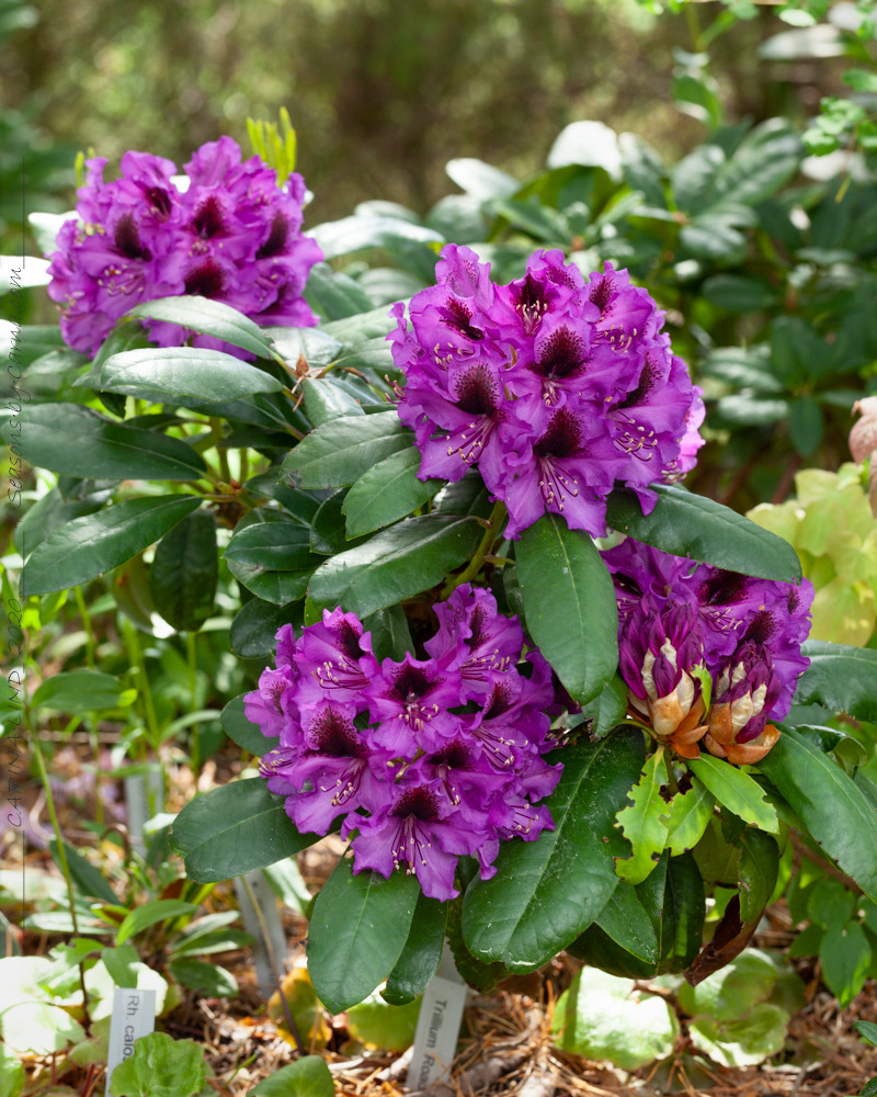 Medlem - Rhododendron 'Orakel'