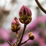 Fototävling, 41 - Rhododendron schlippenbachii
