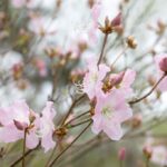 2021 års fototävling - Rhododendron schlippenbachii