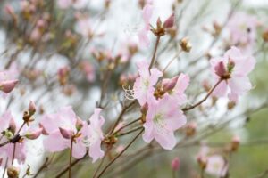 2021 års fototävling - Rhododendron schlippenbachii
