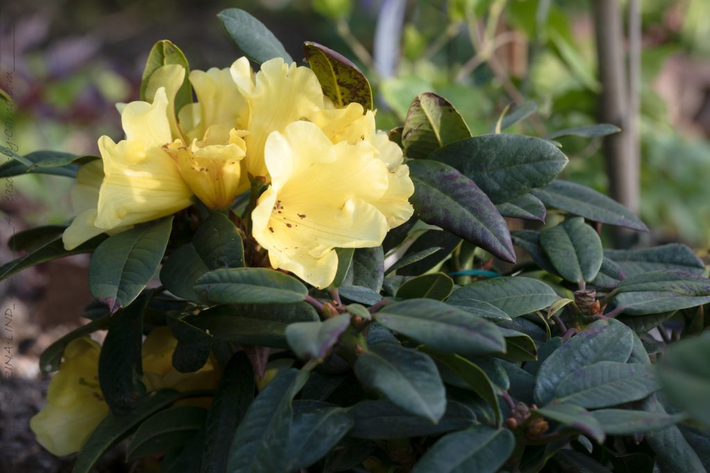 HYBRIDER - Rhododendron Wardii-Grp 'Golden Everest'