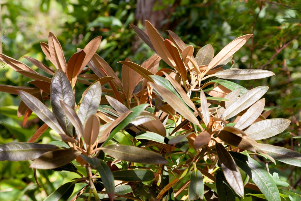 Filmer - Rhododendron elegantulum - elegantrhododendron