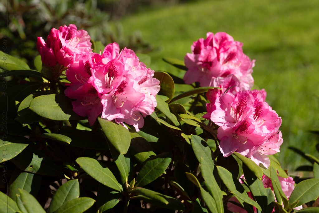 Dags igen - Rhododendron Yak-grp 'Nicoletta'