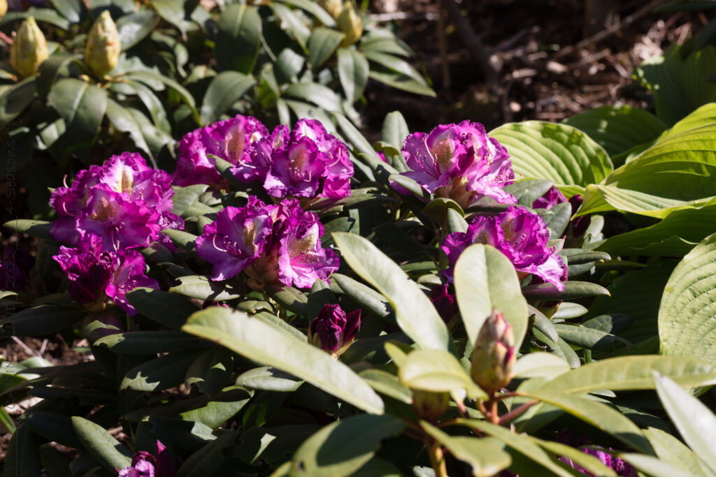 Stadgar västsvenska - Rhododendron 'Bohlken's Lupinberg'