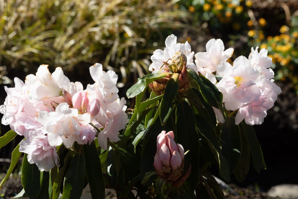 Rhododendron 'Queen Anne'