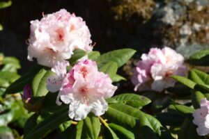 Dags igen - Rhododendron 'Simona'