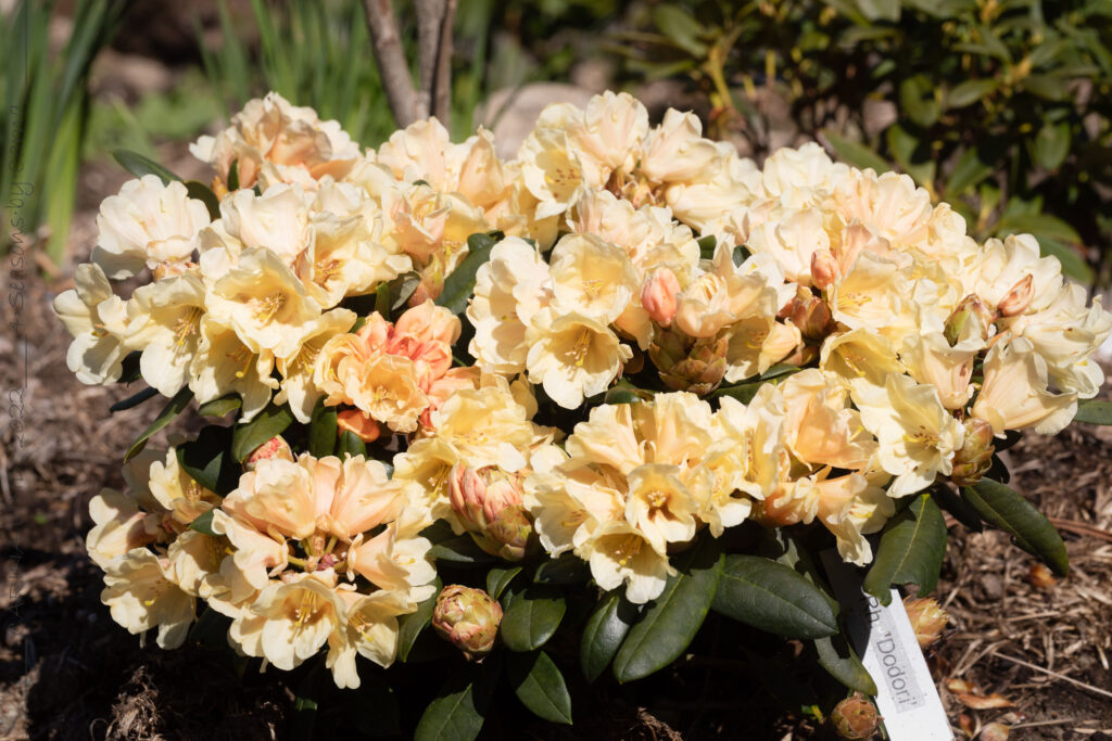 Dags igen - Rhododendron Yak-grp 'Dodori'