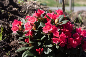 2022 års marknad - Rhododendron Yak-grp 'Lampion'