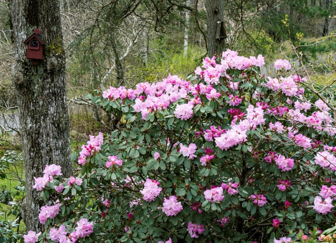 Fototävling, 34 - vy med rhododendron