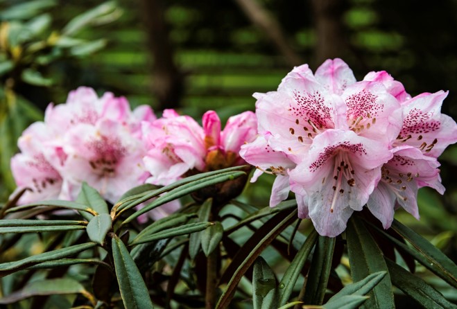 37 - Rhododendron makinoi hybrid