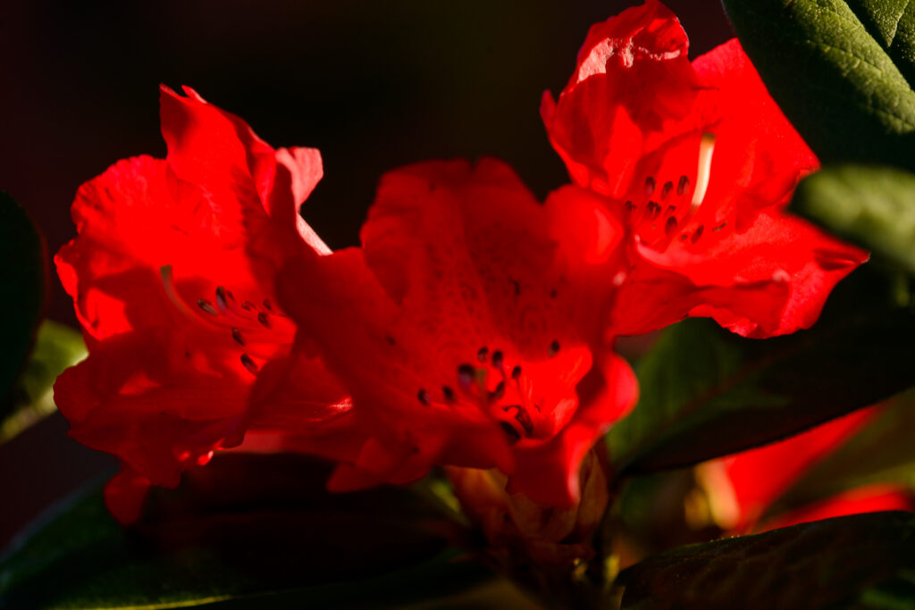 Fototävling, 
22 - Rhododendron 'China Boy'