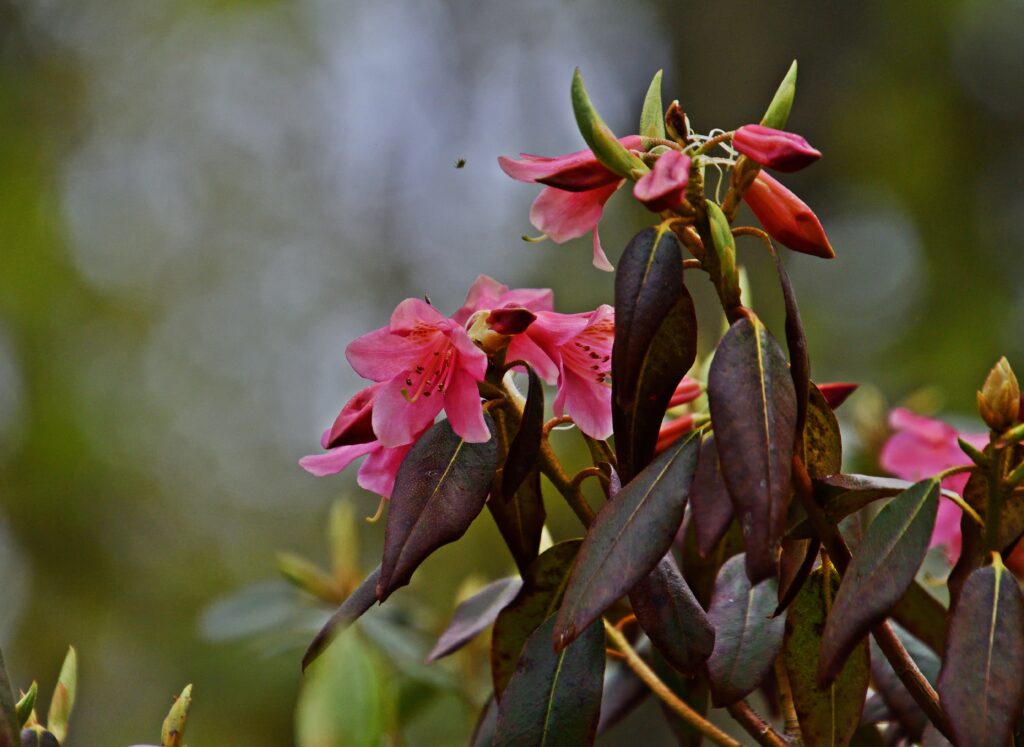 43 - Rhododendron 'Dorte Reich'
