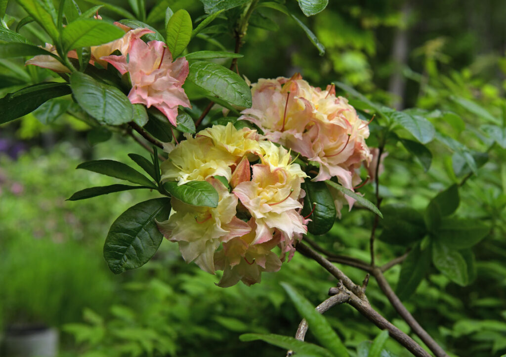 Fototävling, 1 - Rhododendron 'Cannon's Double'