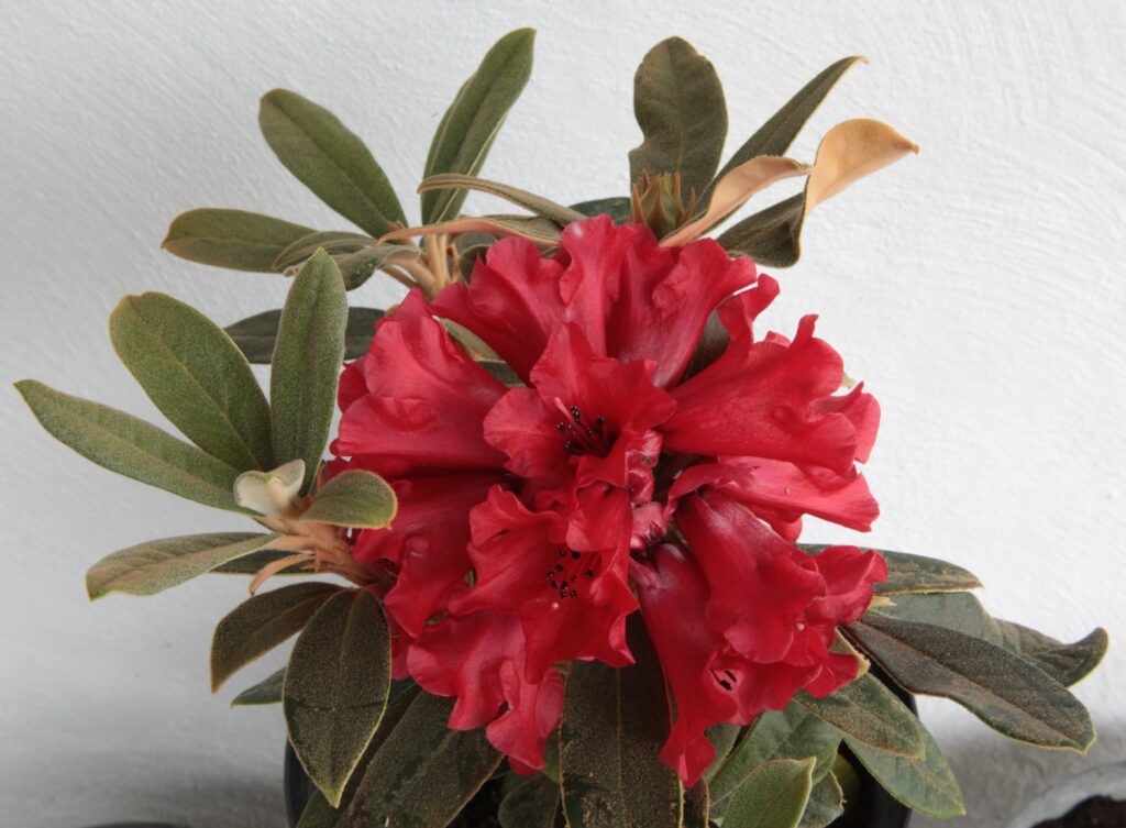 Fototävling, 12 - Rhododendron sperabiloides OP seedling