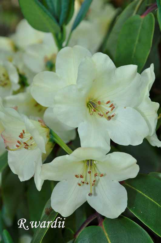 Botaniska namn - Rhododendron wardii