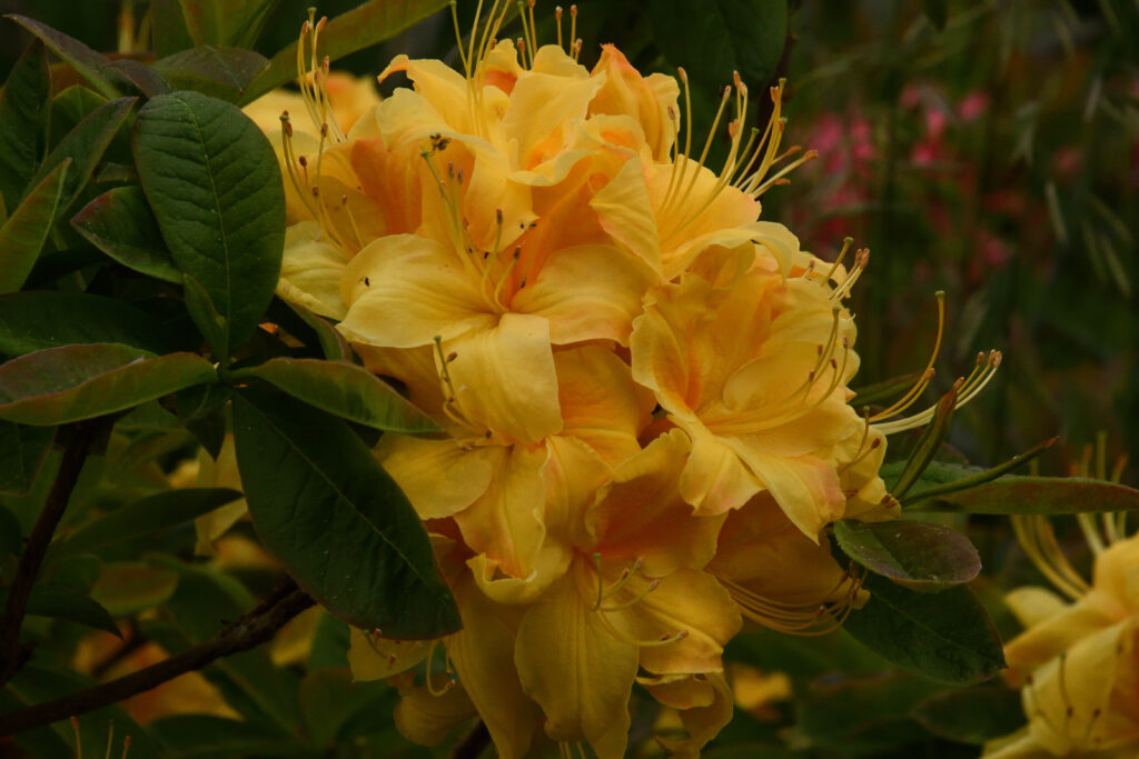 Fototävling, 46 - Rhododendron 'Golden Sunset'
