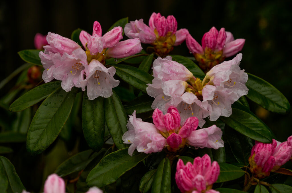 Fototävling, 24 - Rhododendron 'Teddy Bear'