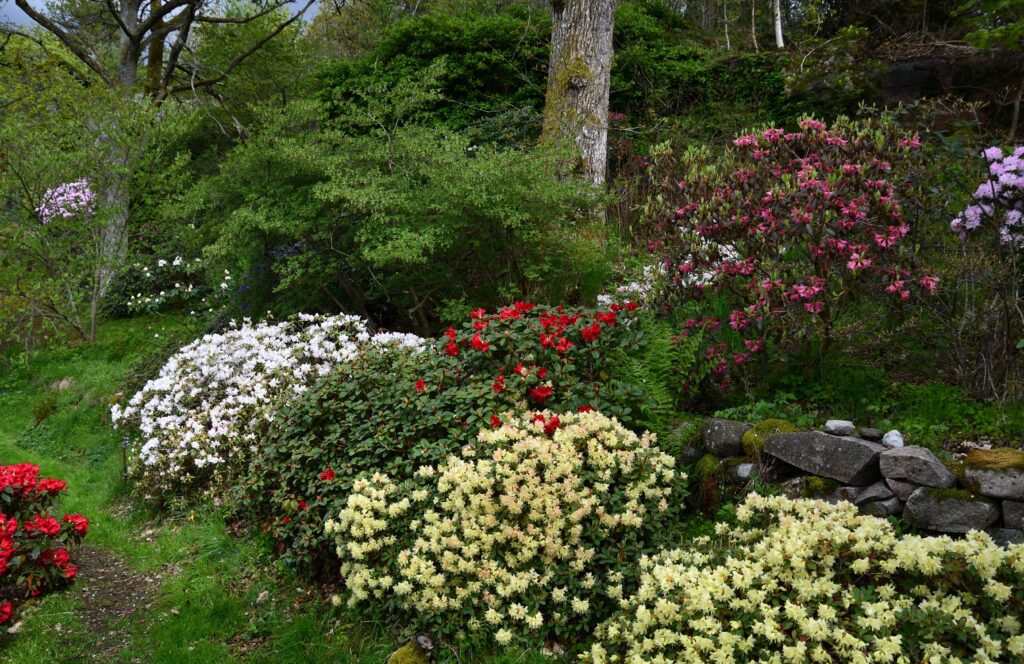 51 - Trädgårdsvy med rhododendron