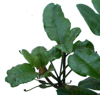 sjukdomar - bladlusangrepp rhododendronblad