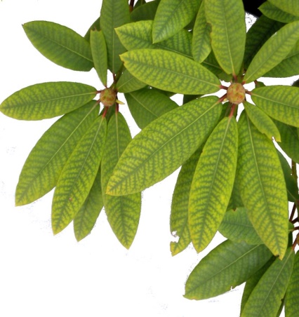 Sjukdomar - gula blad, chlorotic leaves