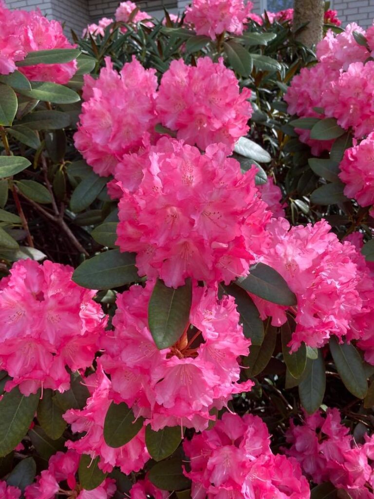 16 - Rhododendron 'Marlis'