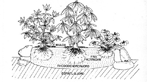 Odlingsråd - plantering av rhododendron