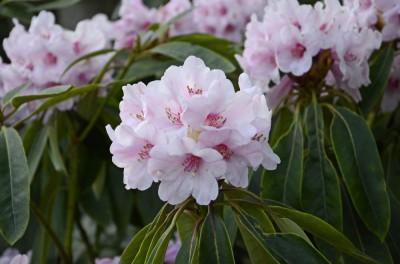Primärhybrid - Rh. calophytum x Rh. fortunei 