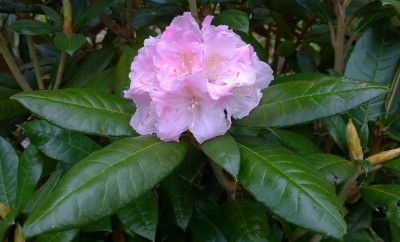 Rhododendron 'Aestethica'