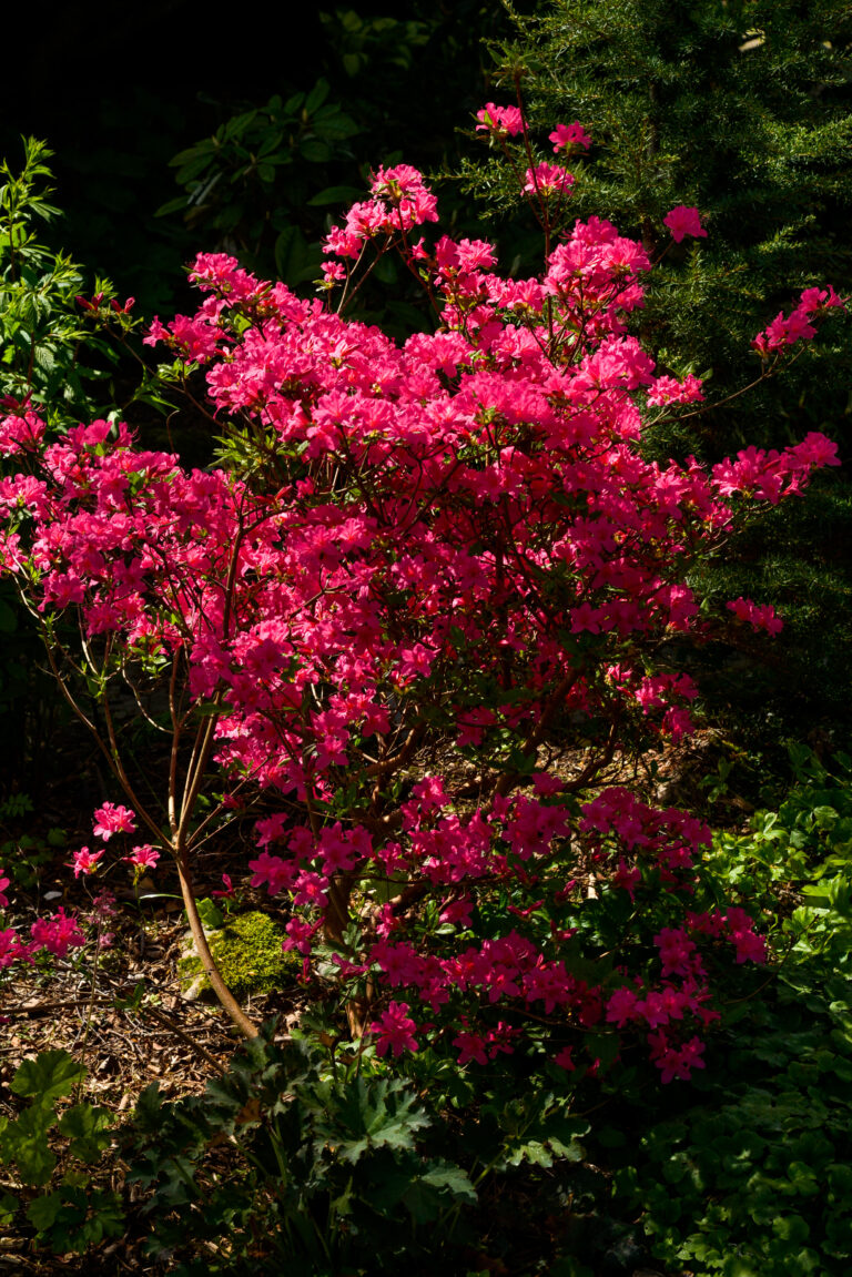 29 - Rhododendron Braiercliff'