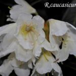 Botaniska namn - Rhododendron caucasicum