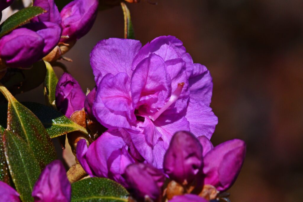 Fototävling - Rhododendron dauricum 'April Rose'