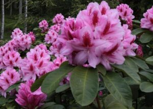 Pollineringstips - Rhododendron 'Furnivall's Daughter'