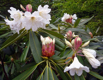 Komplexen - Rhododendron glanduliferum