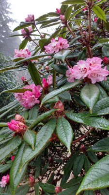 Rhododendron glischroides