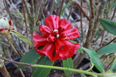 Namn - Rhododendron ochraceum