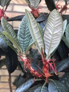 Bladens skönhet - 17 - Rhododendron praestans