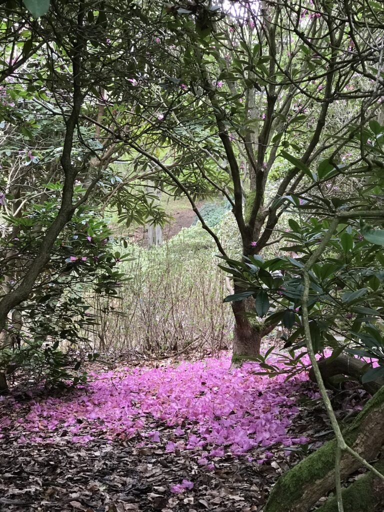 2021 års fototävling - Vy - rhododendrin i Sofiero