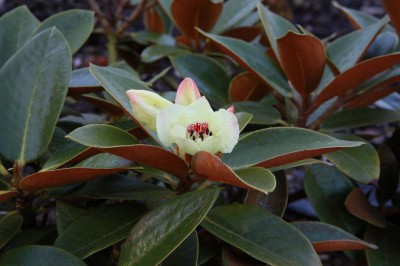 W - Rhododendron wasonii