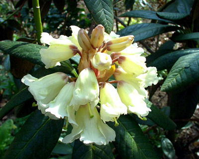 Rhododendron wightii Gill's Best