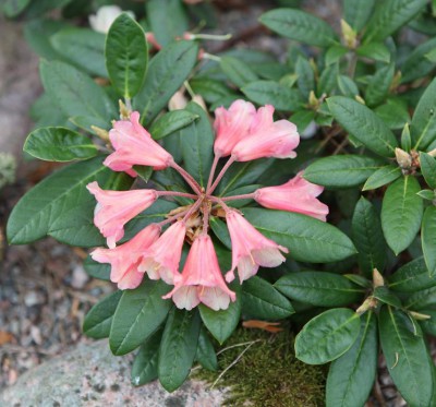 Rhododendronkorsning
