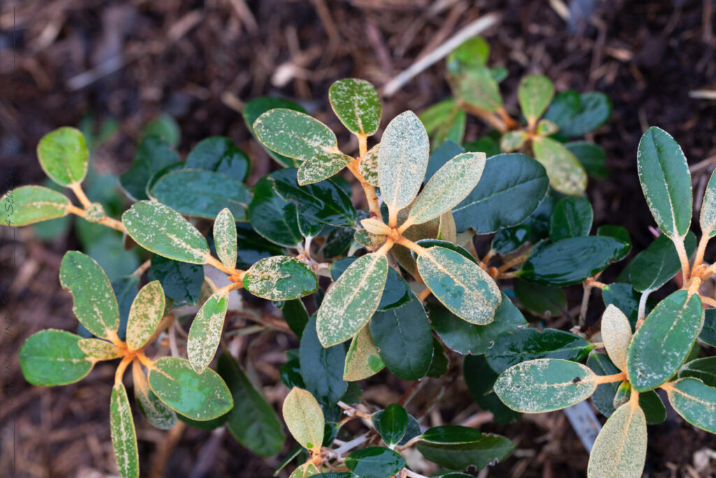 Aktuell - Rhododendron yakushimanum x (R. tsariense x 'Queen Bee')