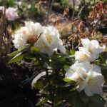 Pollineringstips - Rhododendron 'Phyllis Korn'