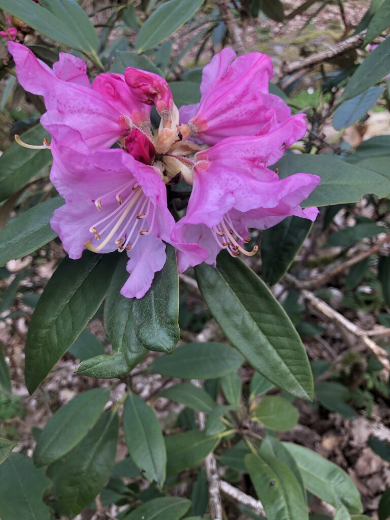 Odlingsvärda - Rhododendron balfourianum, balfourrhododendron