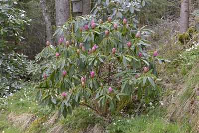 Primärhybrid - Rh. calophytum x Rh. fortunei