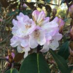 Klockrododendron - Rhododendron campanulatum