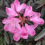Odlingsvärda - Rhododendron recurvoides, liten borstrhododendron