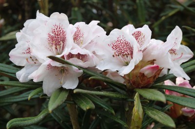 Fingerrododendron - Rhododendron roxieanum