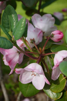 Skålrododendron - Rhododendron souliei