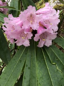Odlingsvärda - Rhododendron sutchuenense - långbladsrhododendron