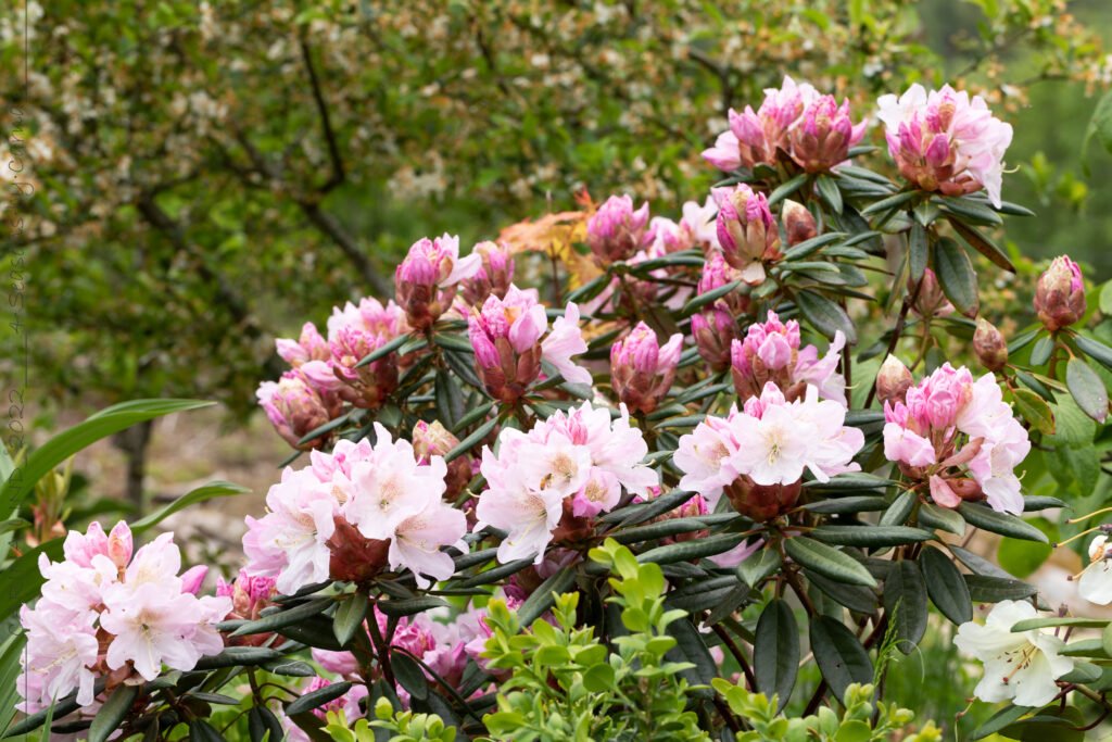 HYBRIDER - Rhododendron 'Redwood'